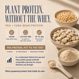 Matcha x10 Sachet Pack pea and faba bean plant protein benefits with up to 26g protein per serve